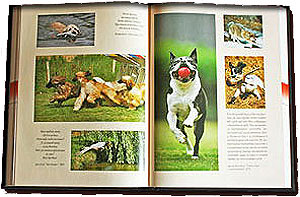Книга "Собака", подарочное издание